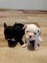 френски булдочета , снимка 6