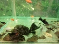 Продавам голями риба червен Папагал, анциструси, Птеригоплихт , снимка 4