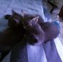 две сиви котенца момичета търсят семейство , снимка 4