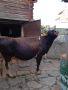 Продавам крава и юница за клане, снимка 1 - Крави - 45430117