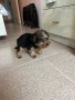 Йорки 2 месеца, снимка 2