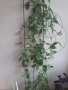 Восъчно цвете/ Хоя (Hoya Carnosa) огромно растение на 10 години , снимка 5