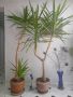 Слонска юка две растения, снимка 1 - Стайни растения - 45683850
