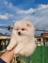 Померан мъжки и женски , снимка 11