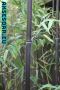 100 бр. бамбукови семена - Phyllostachys nigra - Издръжлив рядък вид вечнозелен черен бамбук, снимка 3