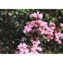 Lagerstroemia'Rhapsody in Pink-Индийски люляк рапсодия в розово, снимка 1 - Градински цветя и растения - 45322617