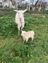 Коза с мъжко яре., снимка 3