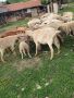 prodavam mladi kozi, снимка 1 - Крави - 45483425