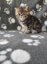 Екзотични късокосмести котета 🐈, снимка 1 - Персийска - 45912294