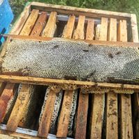 Пчелен мед , снимка 5 - Домашни продукти - 45726660