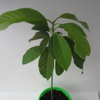 Авокадо високо 40 см, снимка 1 - Градински цветя и растения - 44972320