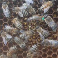 Пчелни майки и отводки рег. Номер 5567-0278 , снимка 2 - За пчели - 32094069