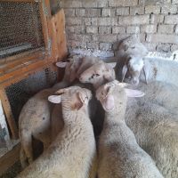 Агнета, снимка 9 - Овце - 45099267