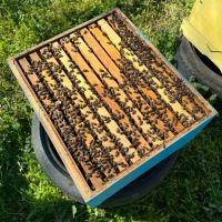 Продавам пчелни семейства и отводки , снимка 1 - За пчели - 45179835