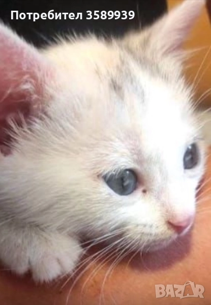 Подарявам бяло коте турска ангора , снимка 1