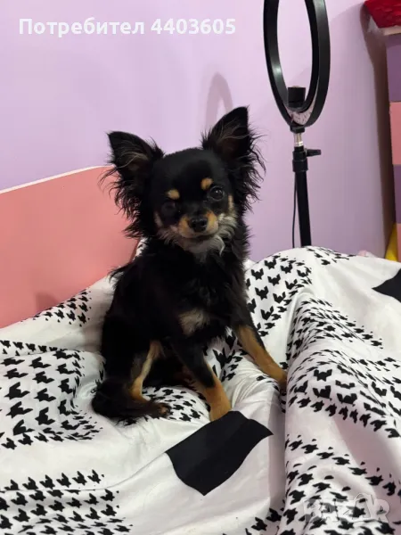 Мъжко дългокосместо чихуахуа за разплод, снимка 1