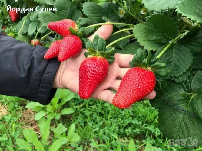 ‼️🌱Здравеите предлагам разсад Малини Висок Добив Много Сладки и Ароматни  (Люлин1лв) (Полка Глен Ди, снимка 1
