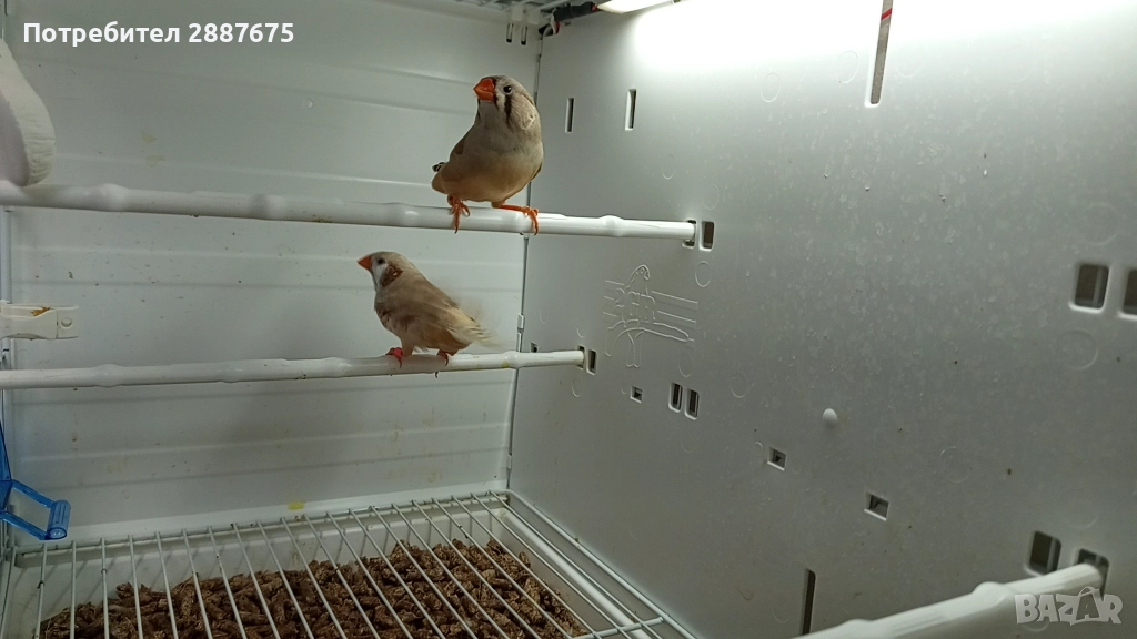 Джъмбо амадини, снимка 1