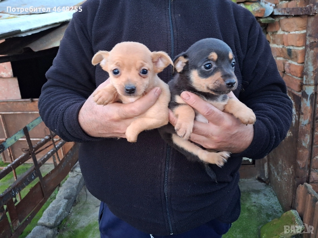Малки кученца(пинчери), снимка 1