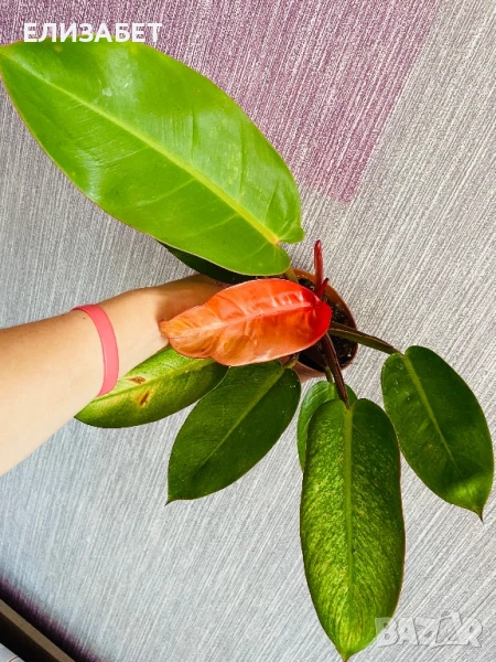 Fhilo, снимка 1