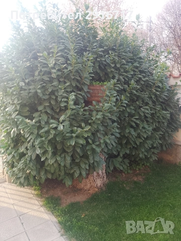 Лавровишна Новита , снимка 10 - Градински цветя и растения - 53881772