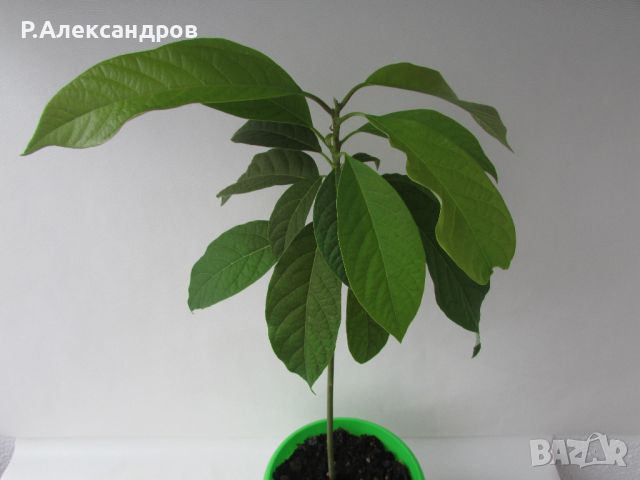 Авокадо високо 42 см, снимка 1 - Градински цветя и растения - 44972320