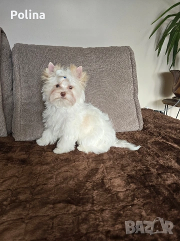 Бяло момче йорки, снимка 2 - Йоркширски териер - 53581138