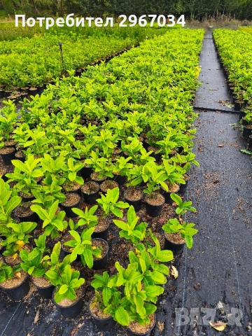 лавровишна , снимка 2 - Градински цветя и растения - 52316497