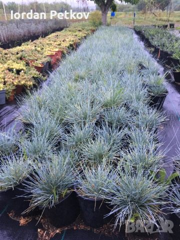 Синя трева , снимка 2 - Градински цветя и растения - 45804100