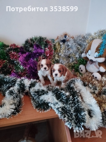 Кавалер Кинг Чарлз Шпаньол , снимка 6 - Кавалер кинг чарлз шпаньол - 52669127