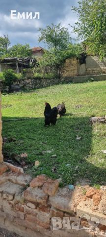 Продавам, снимка 2 - Кокошки и пуйки - 45494118