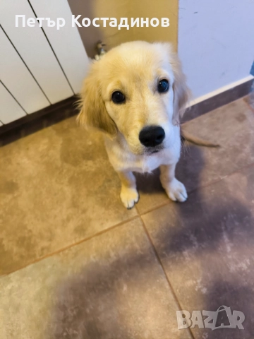 Голдън ретривър , снимка 1