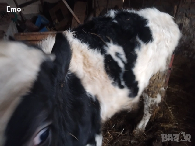 продавам теле, снимка 3 - Крави - 52582584