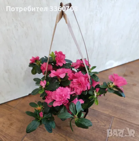 Доставка на цветя в София – florans.eu 🌸🚚, снимка 10 - Стайни растения - 49546698