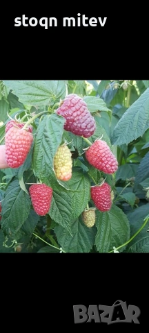 продавам целогодишен разсад ягоди и малини0885353190, снимка 10 - Разсади - 53625104