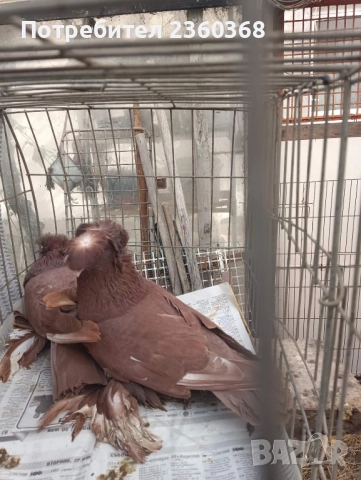 Динкеши и Бухари