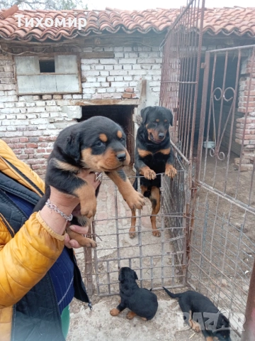 Ротвайлер, снимка 6 - Ротвайлер - 54206894
