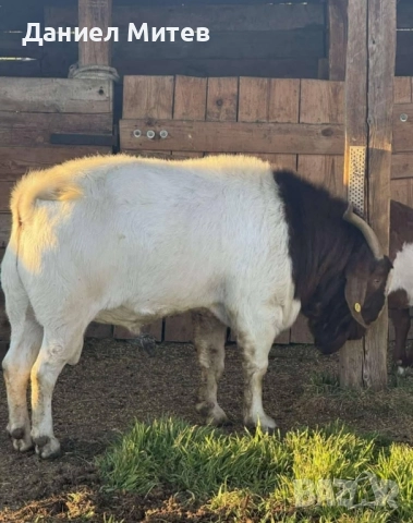 пръч боер, снимка 4 - Кози - 52481990