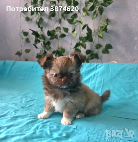 чихуахуа момченца , снимка 5 - Чихуахуа - 54112791