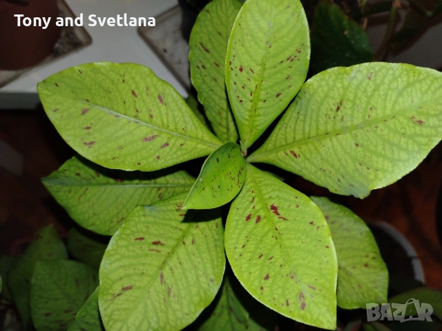 Каучуково дърво (Euphorbia Synadenium) - саксийно растение. , снимка 6 - Стайни растения - 51625139