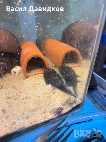 Анциструс L144 червен воал , снимка 13 - Рибки - 44500989