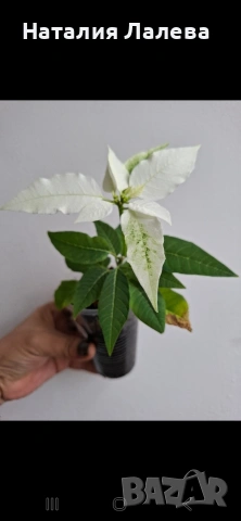 Бяла коледна звезда, euphorbia pulcherrima, снимка 2 - Стайни растения - 53885200