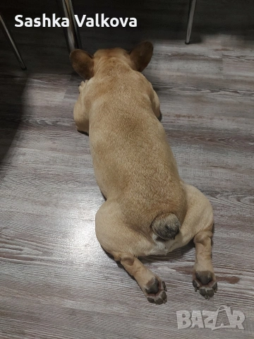 Френски булдочета за продан!, снимка 11 - Френски булдог - 53263899