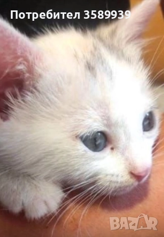 Подарявам бяло коте турска ангора , снимка 1