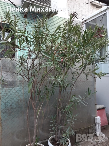 продавам олеандър 2 броя 250см, снимка 2 - Стайни растения - 52770364