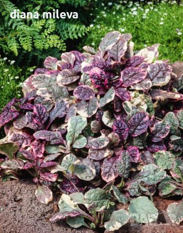 АЮГА ПЪСТРОЛИСТНА, Ajuga ‘Burgundy Glow’, студоустойчива, почвопокривна, снимка 2 - Градински цветя и растения - 46793376