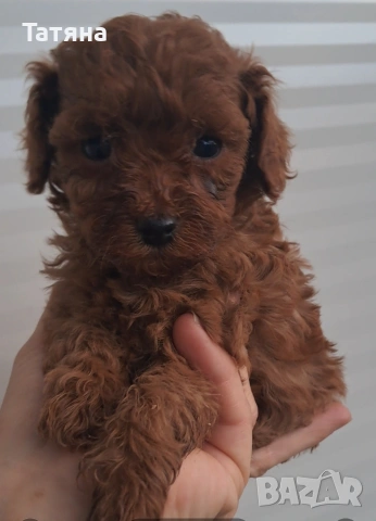 Той Пуделчета, снимка 2 - Пудели - 52364468