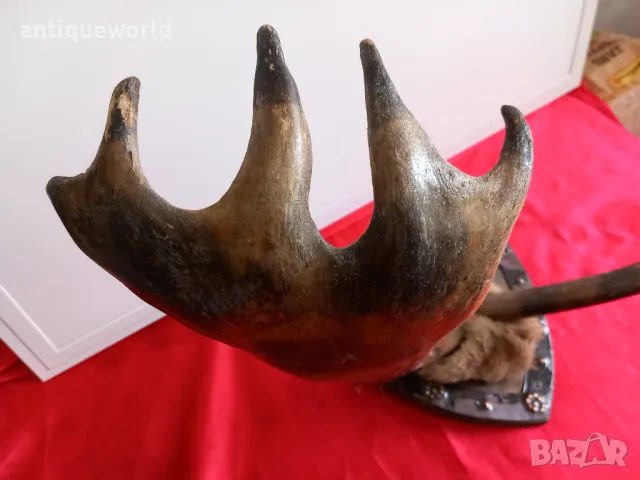 Ловен Трофей ,Рога от ЛОС , Елен , Сръндак, снимка 3 - Антикварни и старинни предмети - 49957539