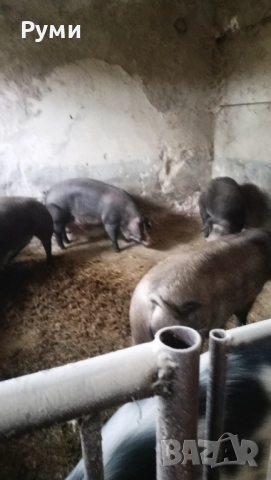 Продавам прасета , снимка 3 - Прасета - 52583102