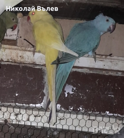 Малки александри , снимка 12 - Папагали - 51923458